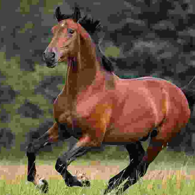 Blacky Horse