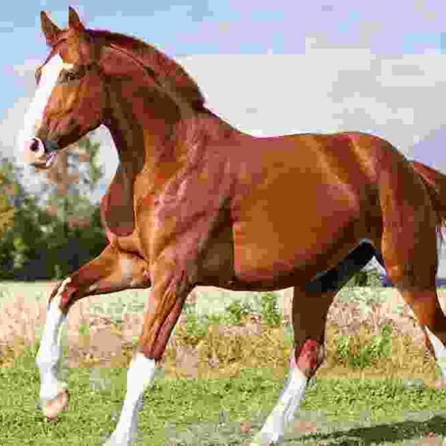 Kurasi Horse
